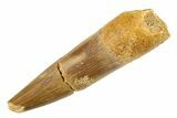 Fossil Plesiosaur (Zarafasaura) Tooth - Morocco #297901-1